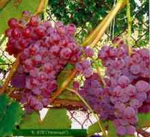 Najboljše nekonvencionalne sorte grozdja za regijo Moskve