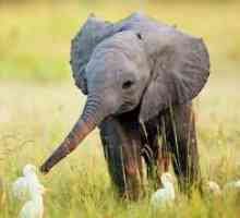 Najbolj zanimiva in nenavadna dejstva o slonih