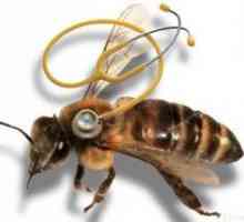 Najpogostejše bolezni čebel in njihovo zdravljenje