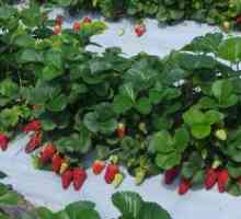 Skrivnosti letne jagode, ki rastejo v rastlinjaku