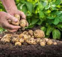 Skrivnosti racionalne uporabe gnojil za krompir pri sajenju