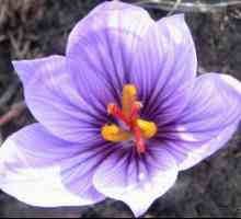 Žafran: opis, ocene in značilnosti cvetličnega oskrbe