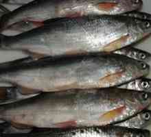 Šamaika - "kraljevska riba" južnih morij