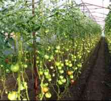 Shema sajenja paradižnika: koliko sadijo v rastlinjaku 3x6 m