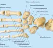 Shema strukture kosti noge osebe