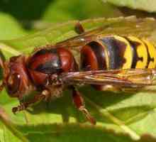 Hornet črna navadna: opis žuželke