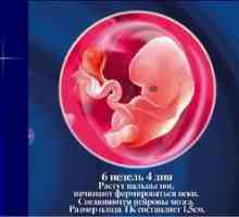 Šesti teden nosečnosti: razvoj ploda in občutek nosečnice