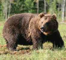 Sibirski rjavi medved - opis mogočne živali