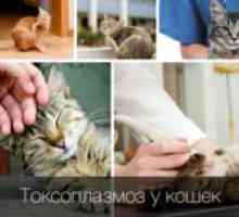 Simptomi in zdravljenje toksoplazmoze pri mačkah