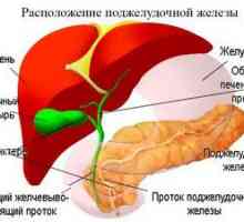 Simptomi, zdravljenje in prehrana pankreasnih bolezni