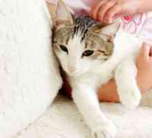 Simptomi okužbe, posledice in metode zdravljenja črvov pri mačkah