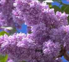 Lilac terry, njegove vrste in značilnosti