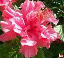 Sirski opis hibiskusa vrste hibiskusa