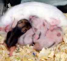 Sirski hrček: skrb in vzdrževanje, koliko živi hrček