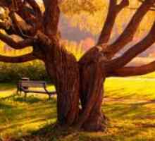 Koliko let živi breza, hrast in lipa?