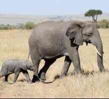 Koliko mesecev ima slon mladiček