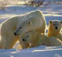 Koliko lahko rjavi, polarni medved in grizli tehtajo?