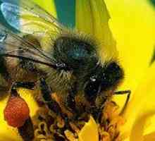 Koliko lahko živi delovno čebelo