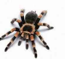 Koliko nog ima pajek in zakaj ni tako jasno