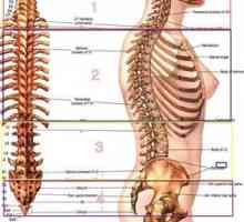 Koliko vretenc ima oseba v prsni hrbtenici?