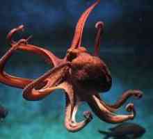 Koliko src in značilnosti ima neverjetne hobotnice