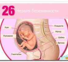 Koliko dojenček tehta po 21 tednih nosečnosti, po 5 mesecih?