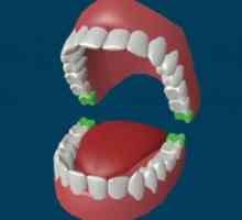 Koliko je zob v odrasli osebi