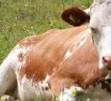 Kako dolgo živi krava: trajanje življenja in kaj vpliva na to