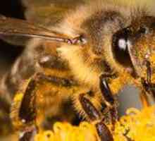 Kako dolgo živa čebela? Kaj vpliva na pričakovano življenjsko dobo?