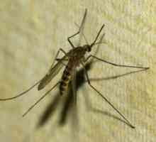 Kako dolgo živi običajni komarček?