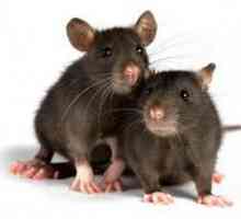 Koliko živih domačih podgan in pod kakšnimi pogoji?