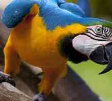 Koliko papagaja macaw in kockatoo živi