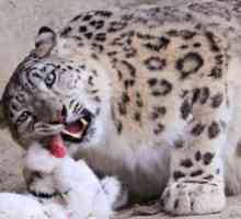 Snow leopard ali leopard: značilnost živali