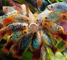 Vsebnost akvarijskih rib pecilije in njene vzreje