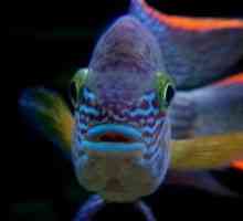 Vsebina turkiznega raka v akvariju, združljivost z drugimi ribami
