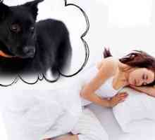 Sanje: o čem sanja velika črna psa