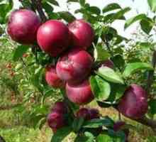 Vrsto jabolčnih spartanov, kako ga rastejo na svoji spletni strani