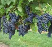 Raznolikost grozdja marquette: značilnosti, opis