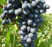 Vrsta grozdja `moldova`: opis, prednosti in minuse, pregledi