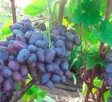 Raznolikost grozdja spomina na neplouro: fotografije in pregledi