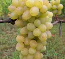 Vrsta grozdja `plum`: opis in značilnosti, pregledi