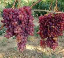 Raznolikost grozdja viktor: opis, razmnoževanje in oskrba