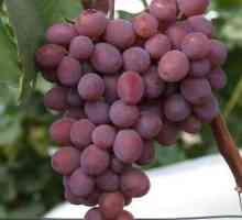 Raznolikost grozdja Victoria: opis in opis, pregledi