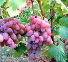 Raznolikost grozdja vodograi: opis, sajenje in oskrba