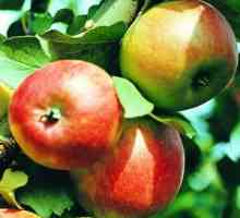 Različne sorte jabolk, opis in značilnosti gojenja