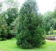 Pinus peuce in njena vrsta