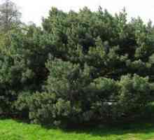 Pine Vatereri: lastnosti lesa, nege in zdravilnih lastnosti