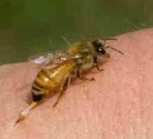 Sestava čebelnega strupa: prednosti in škode apitoxina