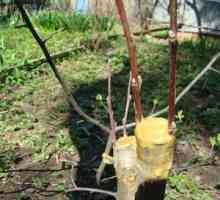 Nasveti za začetek vrtnarjev: inokuliranje jabolk spomladi