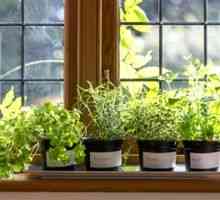 Nasveti za gojenje zelenja doma na okenski polici